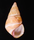 Liguus fasciatus sanctamariae サンタマリアイトヒキマイマイ (仮称)