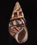 サンタマリアイトヒキマイマイ (仮称) Liguus fasciatus sanctamariaefig.1