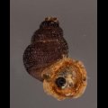 Chondrothyrella petricosa elisabethae エリザベスクチヒレ (仮称)