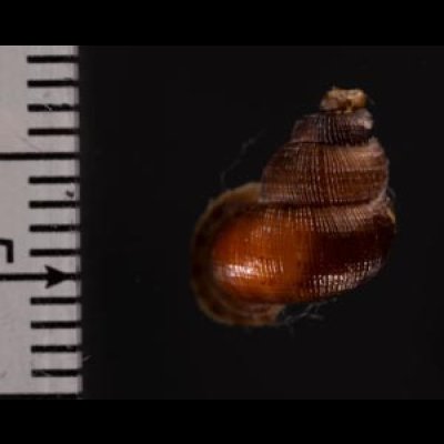 エリザベスクチヒレ (仮称) Chondrothyrella petricosa elisabethaefig.2
