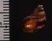 エリザベスクチヒレ (仮称) Chondrothyrella petricosa elisabethaefig.2