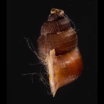 エリザベスクチヒレ (仮称) Chondrothyrella petricosa elisabethaefig.3