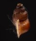 エリザベスクチヒレ (仮称) Chondrothyrella petricosa elisabethaefig.3