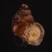 エリザベスクチヒレ (仮称) Chondrothyrella petricosa elisabethaefig.1