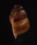 エリザベスクチヒレ (仮称) Chondrothyrella petricosa elisabethaefig.3