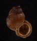 エリザベスクチヒレ (仮称) Chondrothyrella petricosa elisabethaefig.1