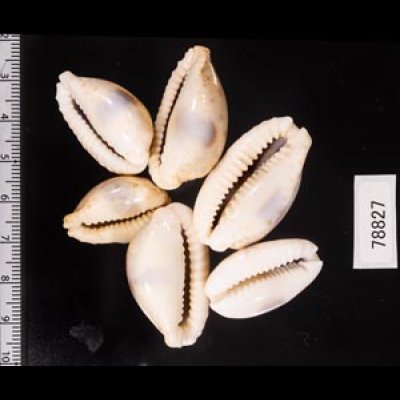 ニヨリコモンダカラ Erosaria erosa similisfig.2