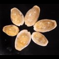 ニヨリコモンダカラ