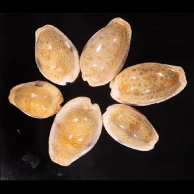 ニヨリコモンダカラ Erosaria erosa similisfig.1