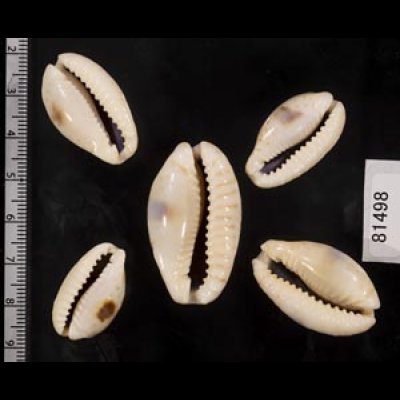 画像2: ニヨリコモンダカラ