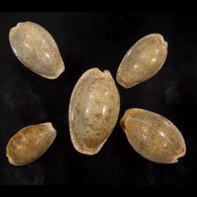 画像1: ニヨリコモンダカラ