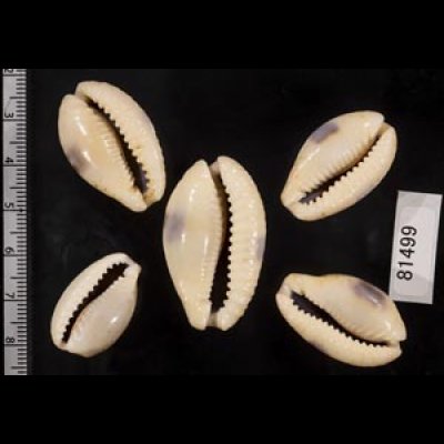 画像2: ニヨリコモンダカラ