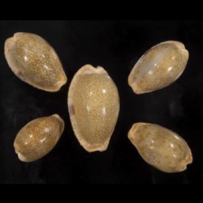 画像1: ニヨリコモンダカラ