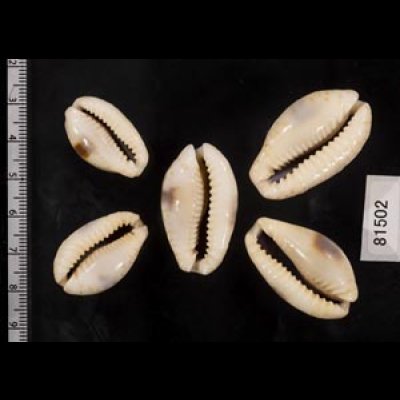 画像2: ニヨリコモンダカラ