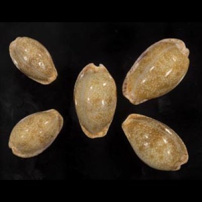 画像1: ニヨリコモンダカラ