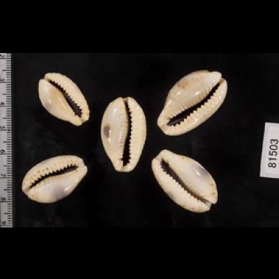 画像2: ニヨリコモンダカラ