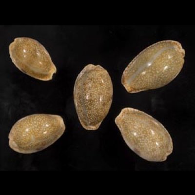 画像1: ニヨリコモンダカラ