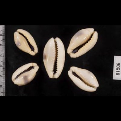 画像2: ニヨリコモンダカラ