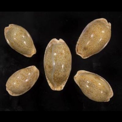 画像1: ニヨリコモンダカラ