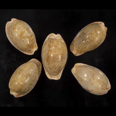 画像1: ニヨリコモンダカラ