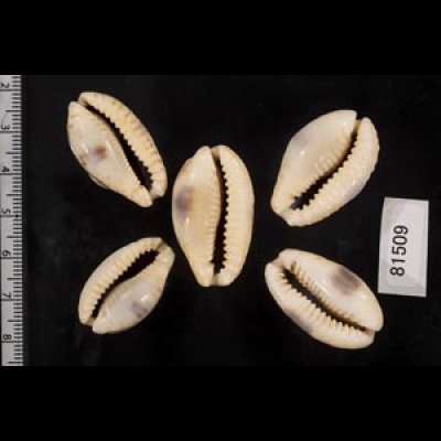 画像2: ニヨリコモンダカラ