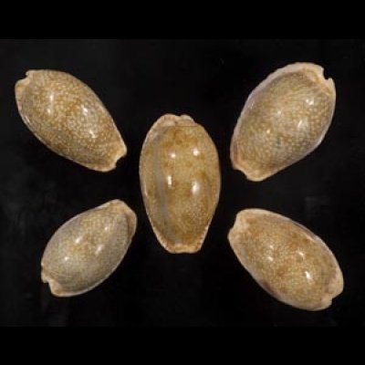 画像1: ニヨリコモンダカラ