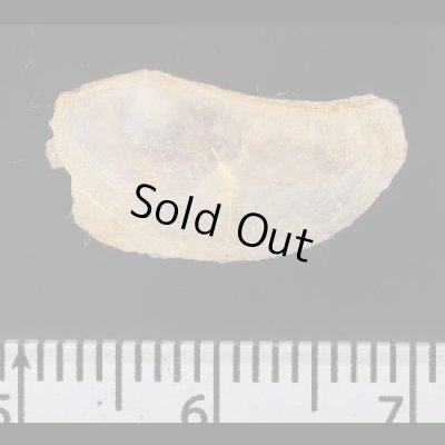 画像2: ナンアネリガイ (仮称)