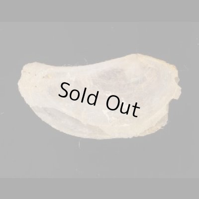 画像1: ナンアネリガイ (仮称)