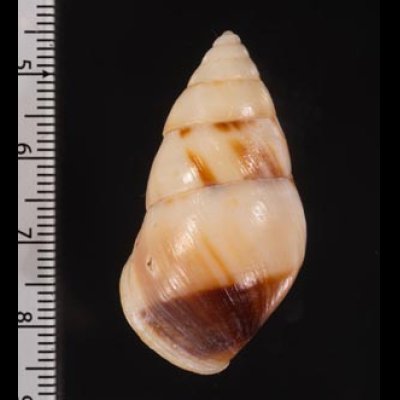 アンダマンマレイマイマイ (仮称) Amphidromus inversus andamanensisfig.2