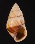 Amphidromus inversus andamanensis アンダマンマレイマイマイ (仮称)