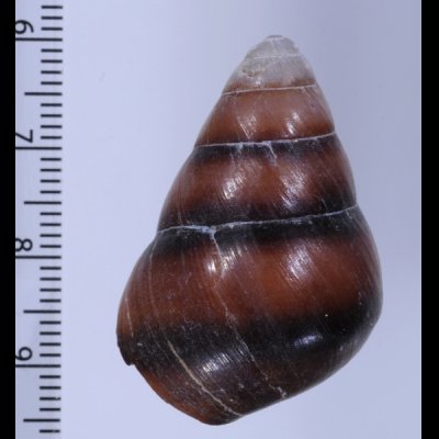 ロンブロンアオゴシキマイマイ (仮称) Helicostyla romblonensisfig.2