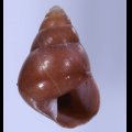 Helicostyla romblonensis ロンブロンアオゴシキマイマイ (仮称)