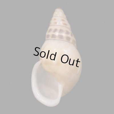 リューズラーマレーマイマイ (仮称) Amphidromus reuselaarsifig.1