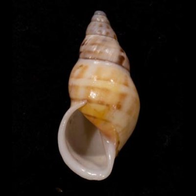 リューズラーマレーマイマイ (仮称) Amphidromus reuselaarsifig.1