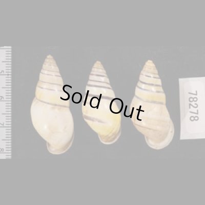 ウズマキマレーマイマイ SALE! Amphidromus marieabbasaefig.2