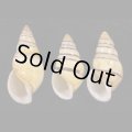 ウズマキマレーマイマイ SALE!