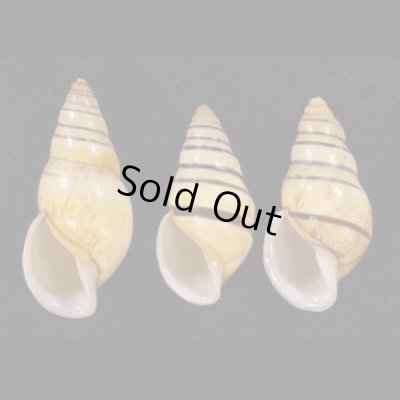 ウズマキマレーマイマイ SALE! Amphidromus marieabbasaefig.1