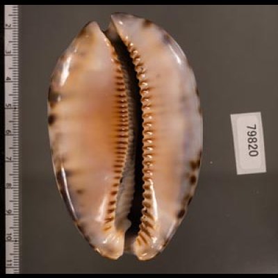 クロヤクシマダカラ Mauritia arabica immanis rudimaculosafig.2