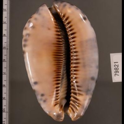 クロヤクシマダカラ Mauritia arabica immanis rudimaculosafig.2