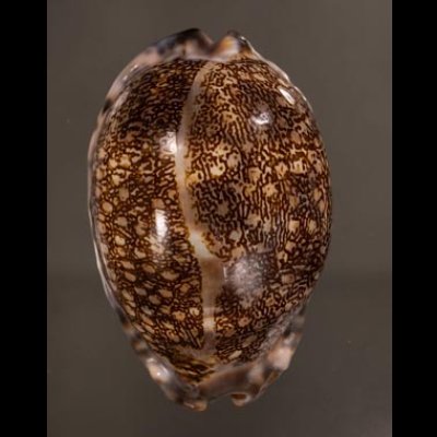 クロヤクシマダカラ Mauritia arabica immanis rudimaculosafig.1