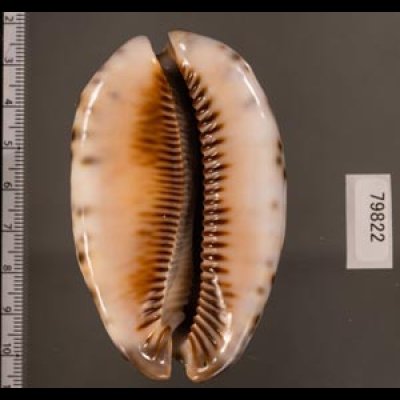 クロヤクシマダカラ Mauritia arabica immanis rudimaculosafig.2