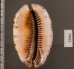 クロヤクシマダカラ Mauritia arabica immanis rudimaculosafig.2