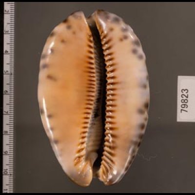 クロヤクシマダカラ Mauritia arabica immanis rudimaculosafig.2