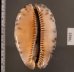 クロヤクシマダカラ Mauritia arabica immanis rudimaculosafig.2