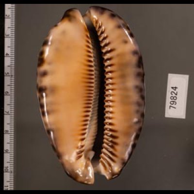 クロヤクシマダカラ Mauritia arabica immanis rudimaculosafig.2