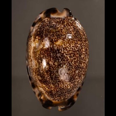 クロヤクシマダカラ Mauritia arabica immanis rudimaculosafig.1