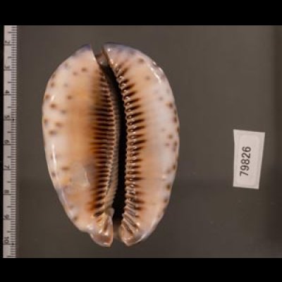 クロヤクシマダカラ Mauritia arabica immanis rudimaculosafig.2