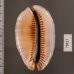クロヤクシマダカラ Mauritia arabica immanis rudimaculosafig.2