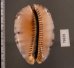 クロヤクシマダカラ Mauritia arabica immanis rudimaculosafig.2