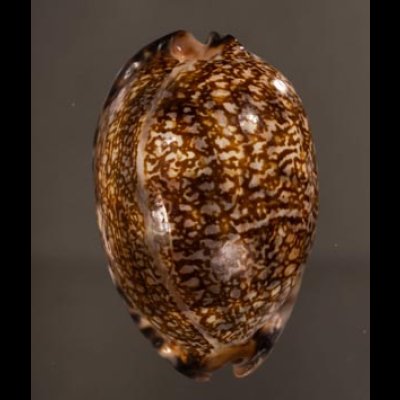 クロヤクシマダカラ Mauritia arabica immanis rudimaculosafig.1